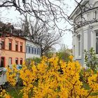 Frühling in Speyer