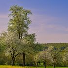 Frühling in St. Florian bei Linz