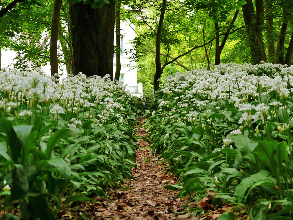 Frühling in Stadtpark Putbus