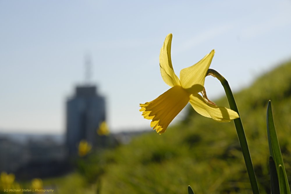 Frühling in Stuttgart