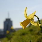 Frühling in Stuttgart