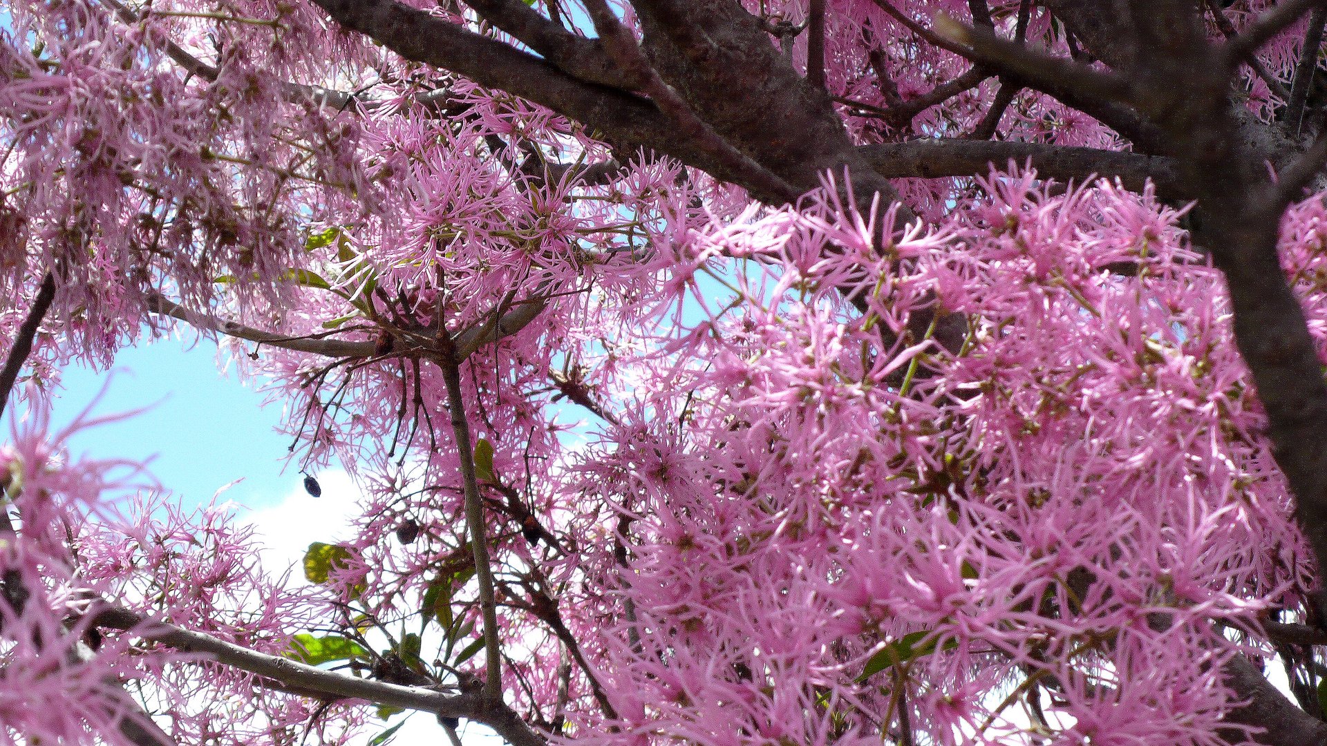 Frühling in Südamerika