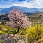 Frühling in Südtirol