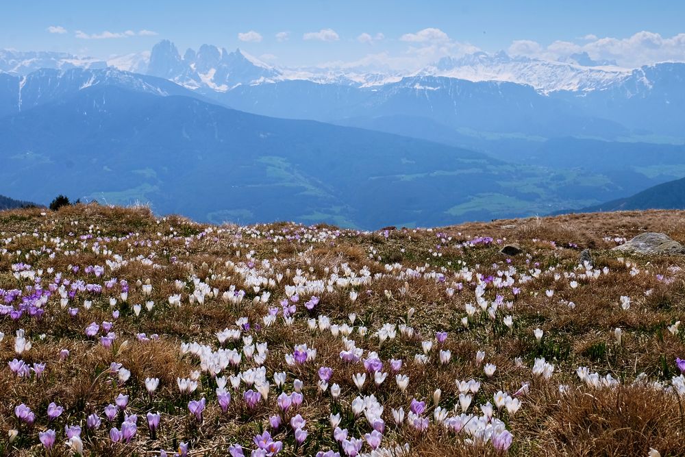 Frühling in Südtirol