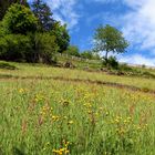 Frühling in Südtirol