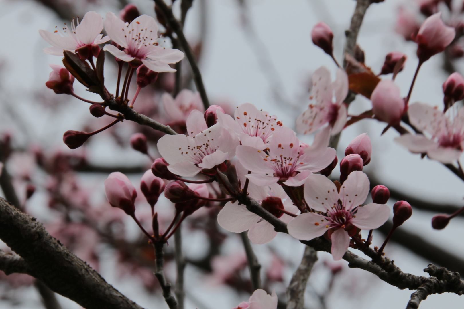 Frühling in Südtirol