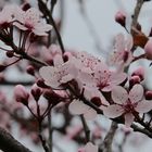 Frühling in Südtirol