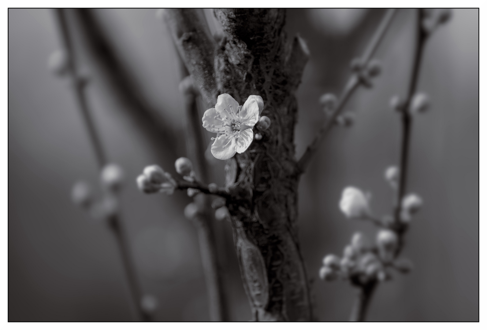 Frühling in SW