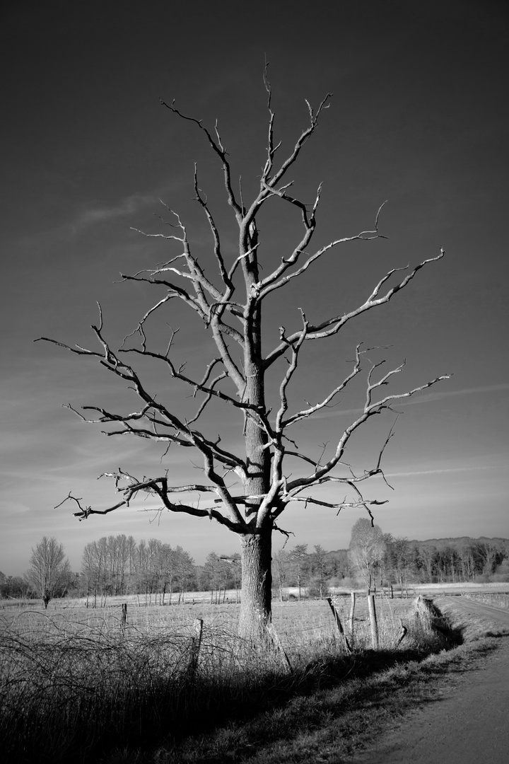 Frühling in SW