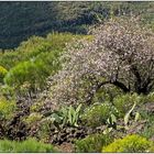 Frühling in Teneriffa