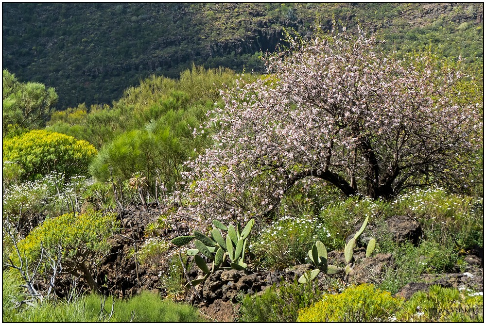 Frühling in Teneriffa