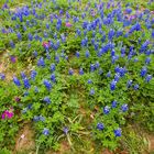 Frühling in Texas... Bluebonnets