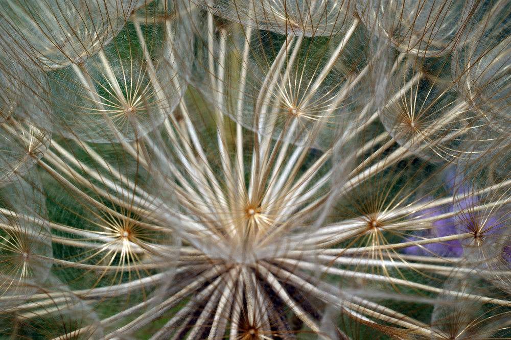 Fruehling in Tinos