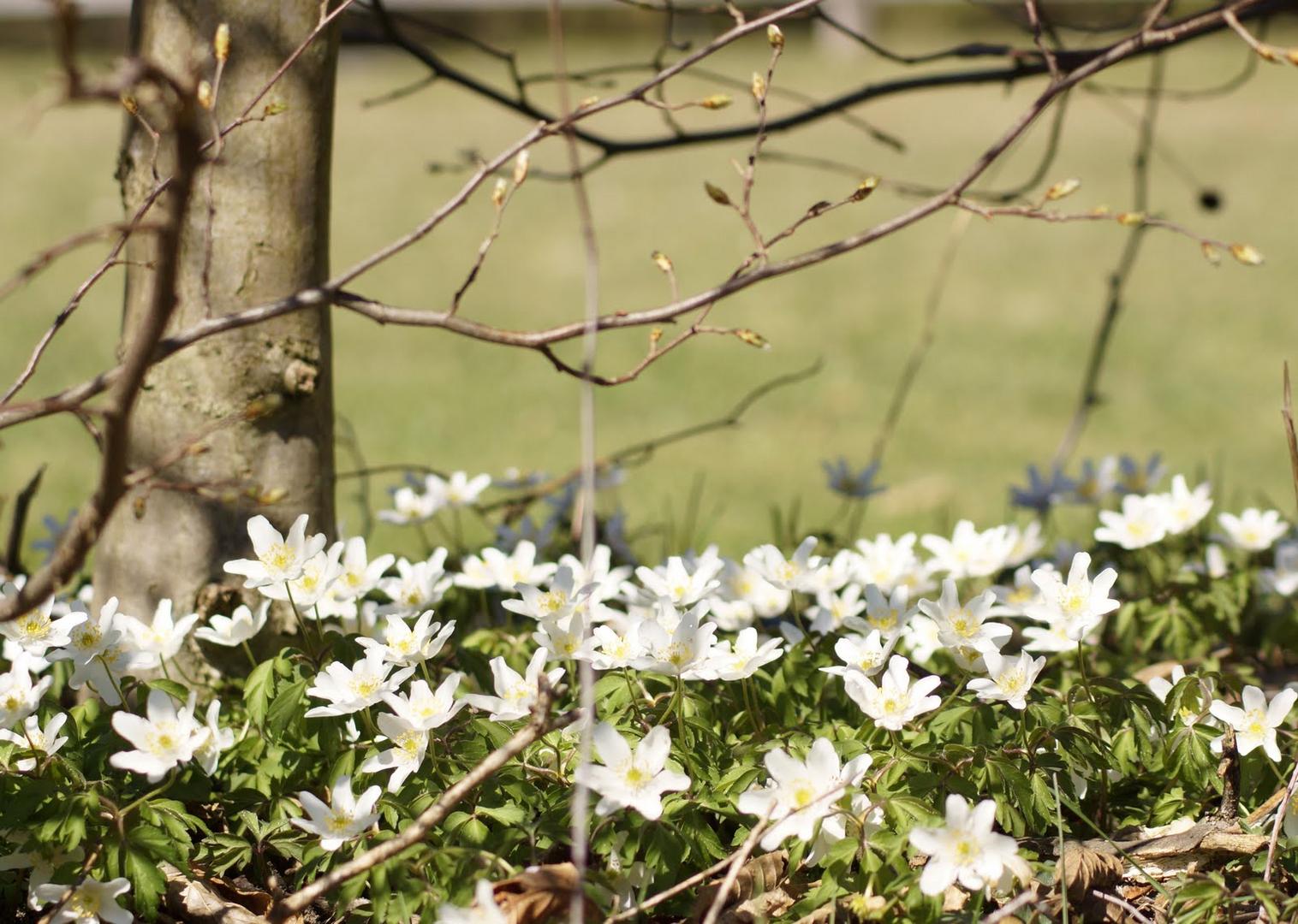 Frühling in Tirol