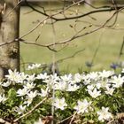 Frühling in Tirol