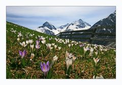 Frühling in Tirol