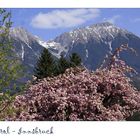 Frühling in Tirol