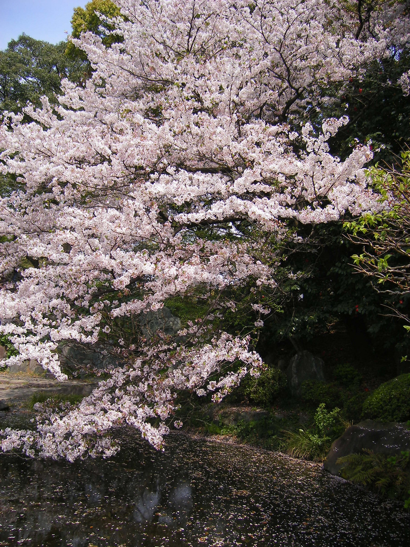 Frühling in Tokio