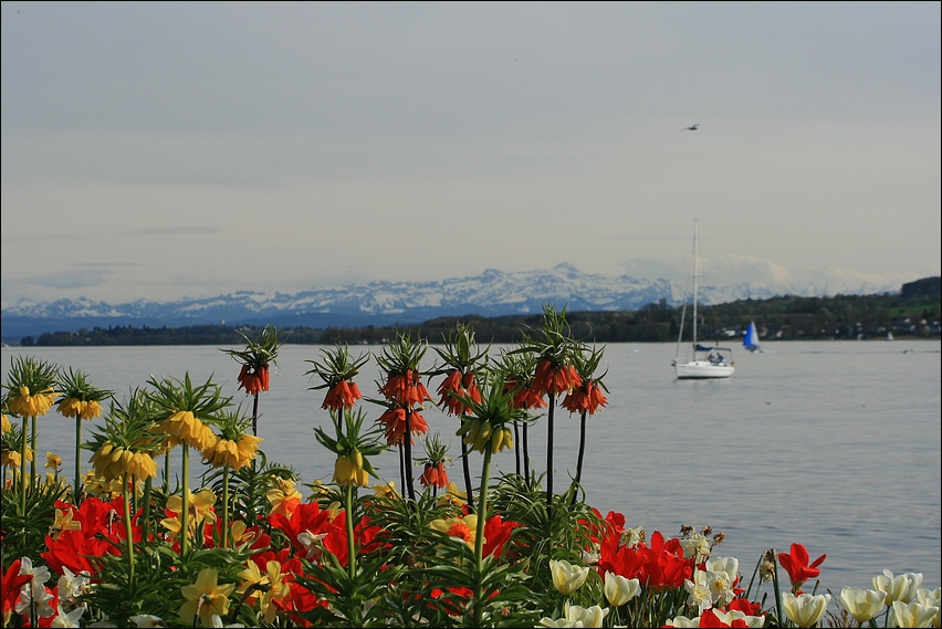 Frühling in Überlingen