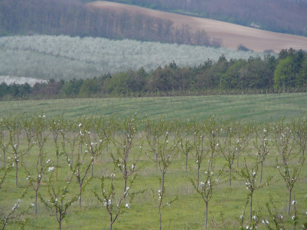 Frühling in Ungarn ...