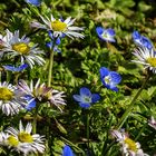 Frühling in unserem Garten-01