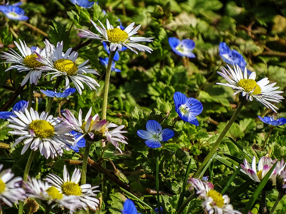 Frühling in unserem Garten-01