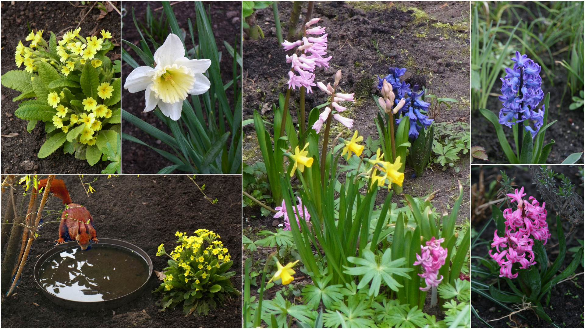 Frühling in unserem Garten 02