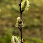 Frühling in unserem Garten-02 - Objetivtest