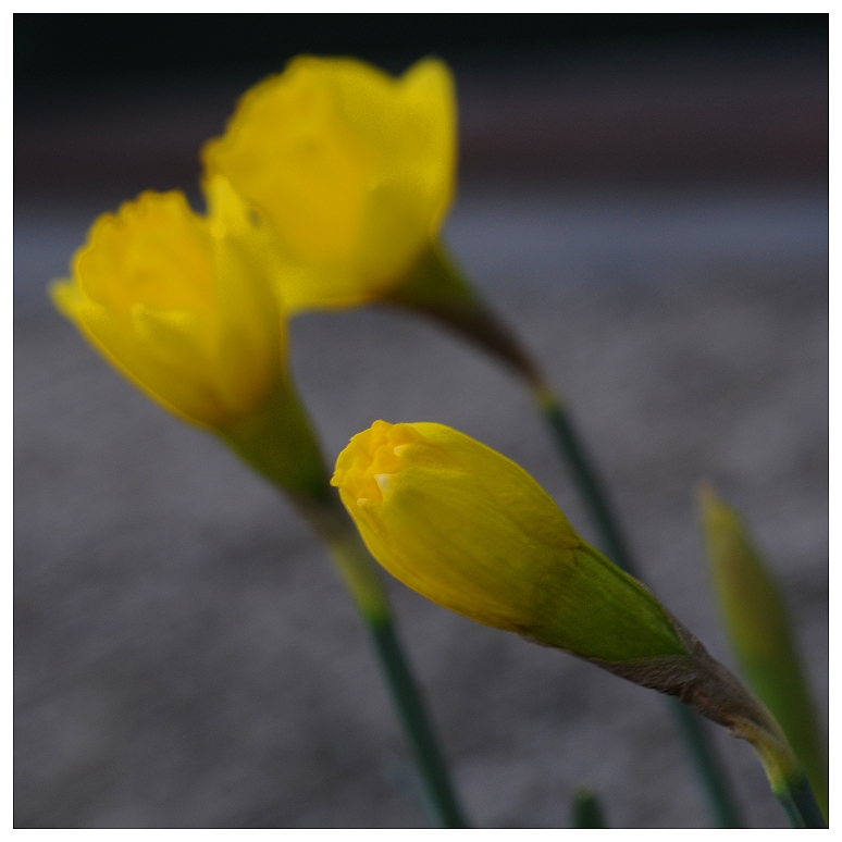 Frühling in unserem Garten