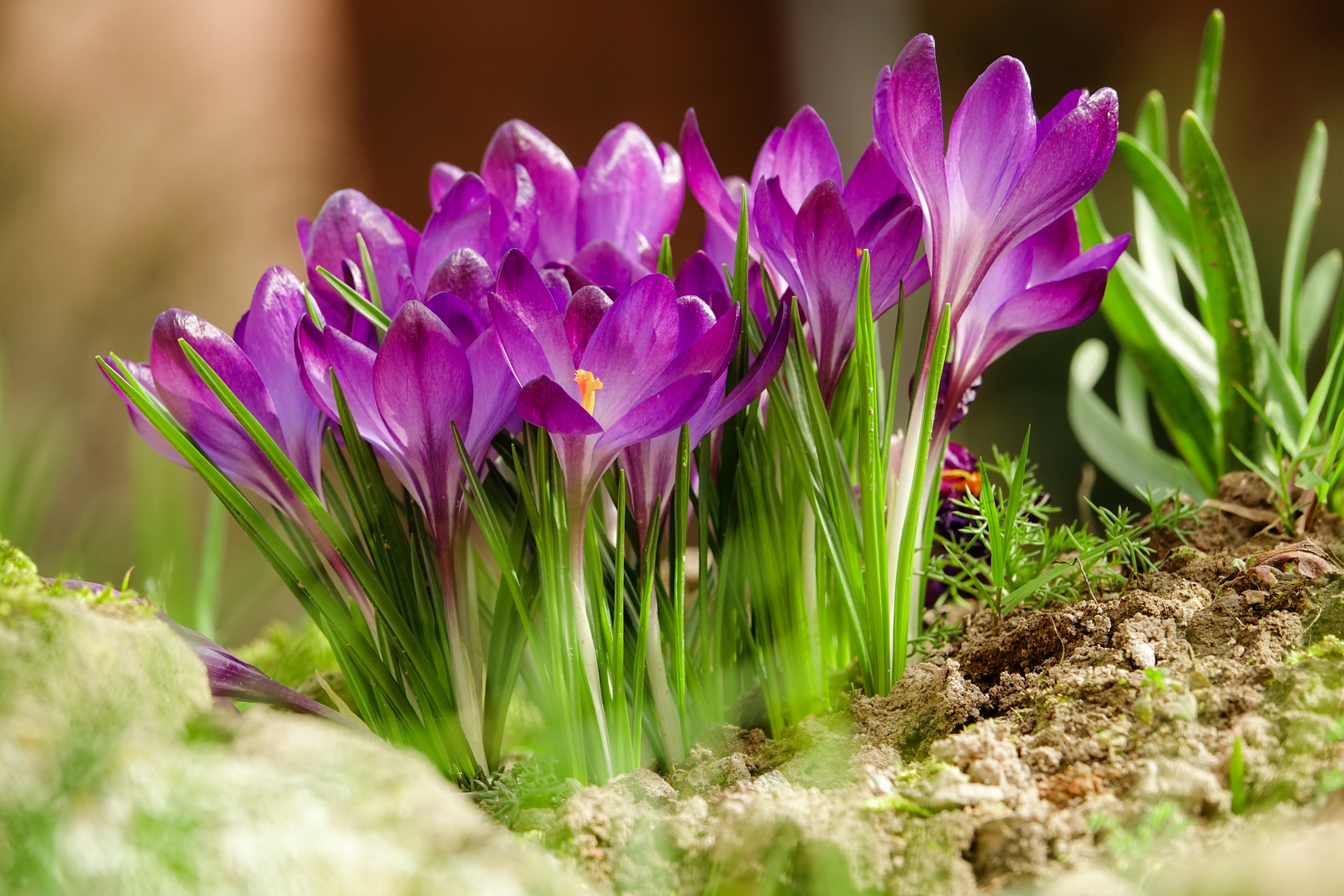 Frühling in unserem Garten