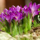 Frühling in unserem Garten