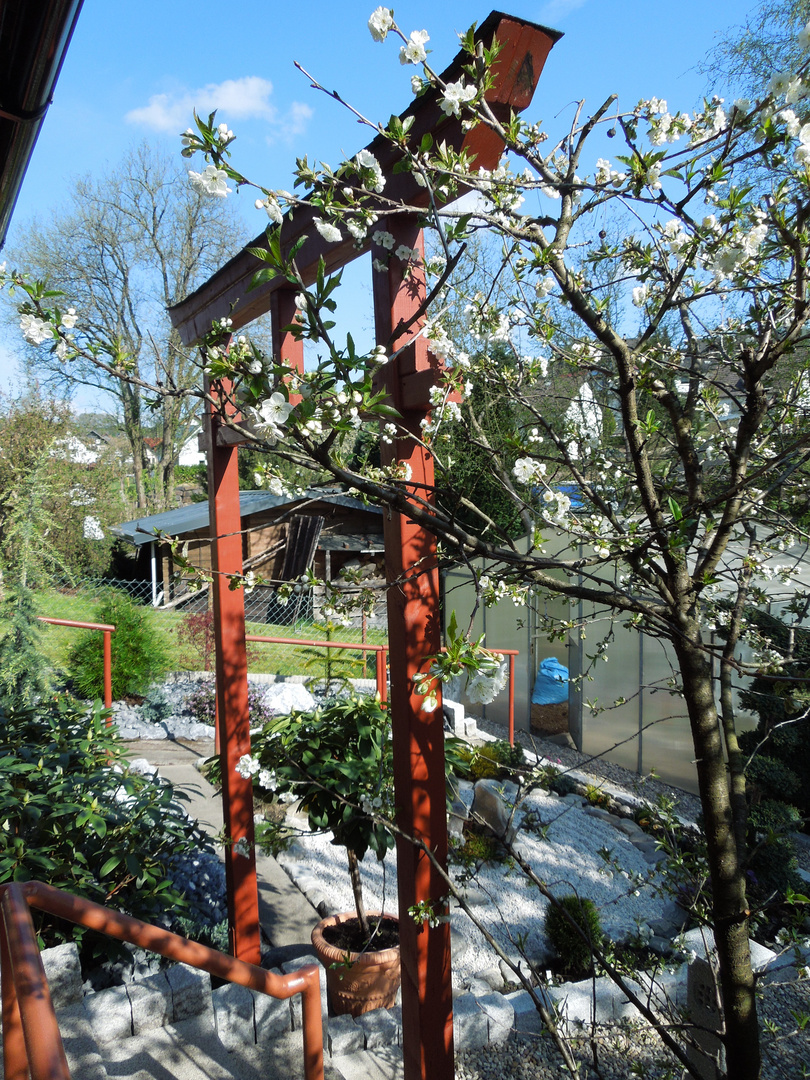 Frühling in unserem Garten 1