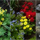 Frühling in unserem Garten