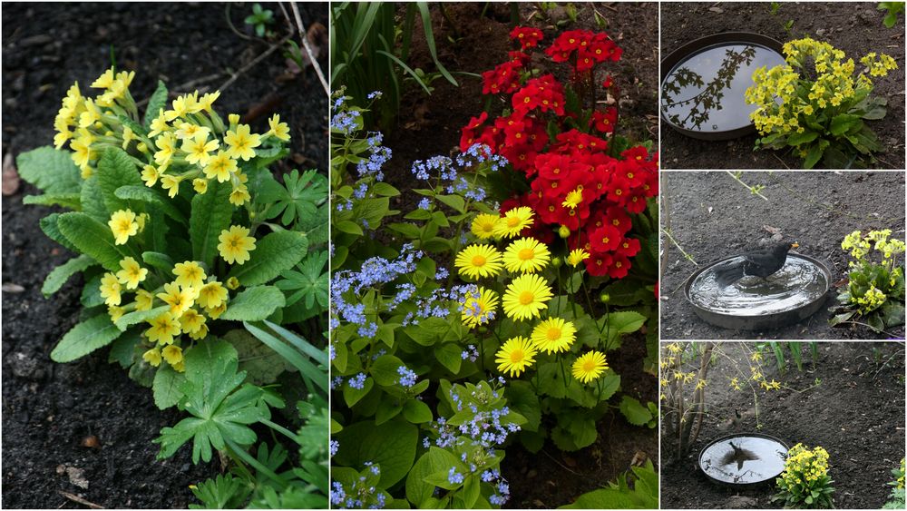 Frühling in unserem Garten