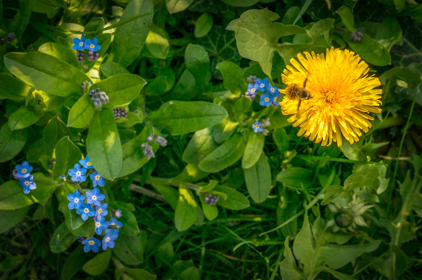 Frühling in unserem Garten