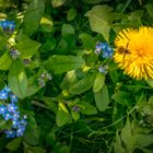 Frühling in unserem Garten