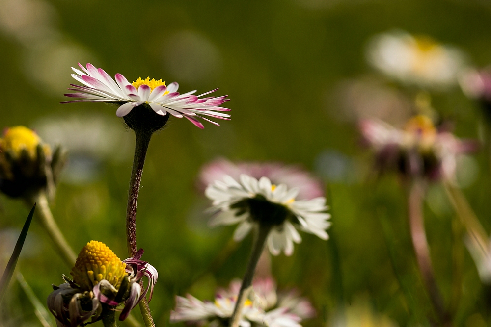 Frühling in unserem Garten