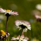 Frühling in unserem Garten