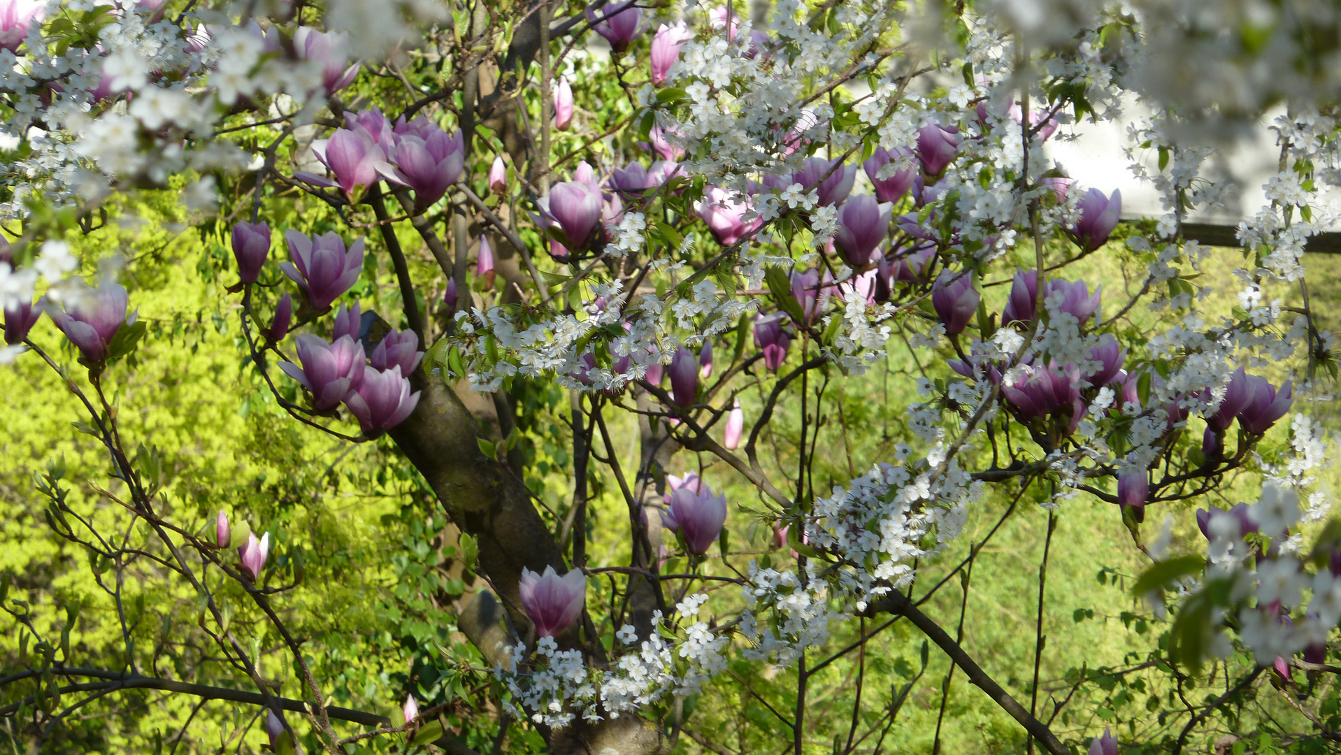 Frühling in unseren Garten