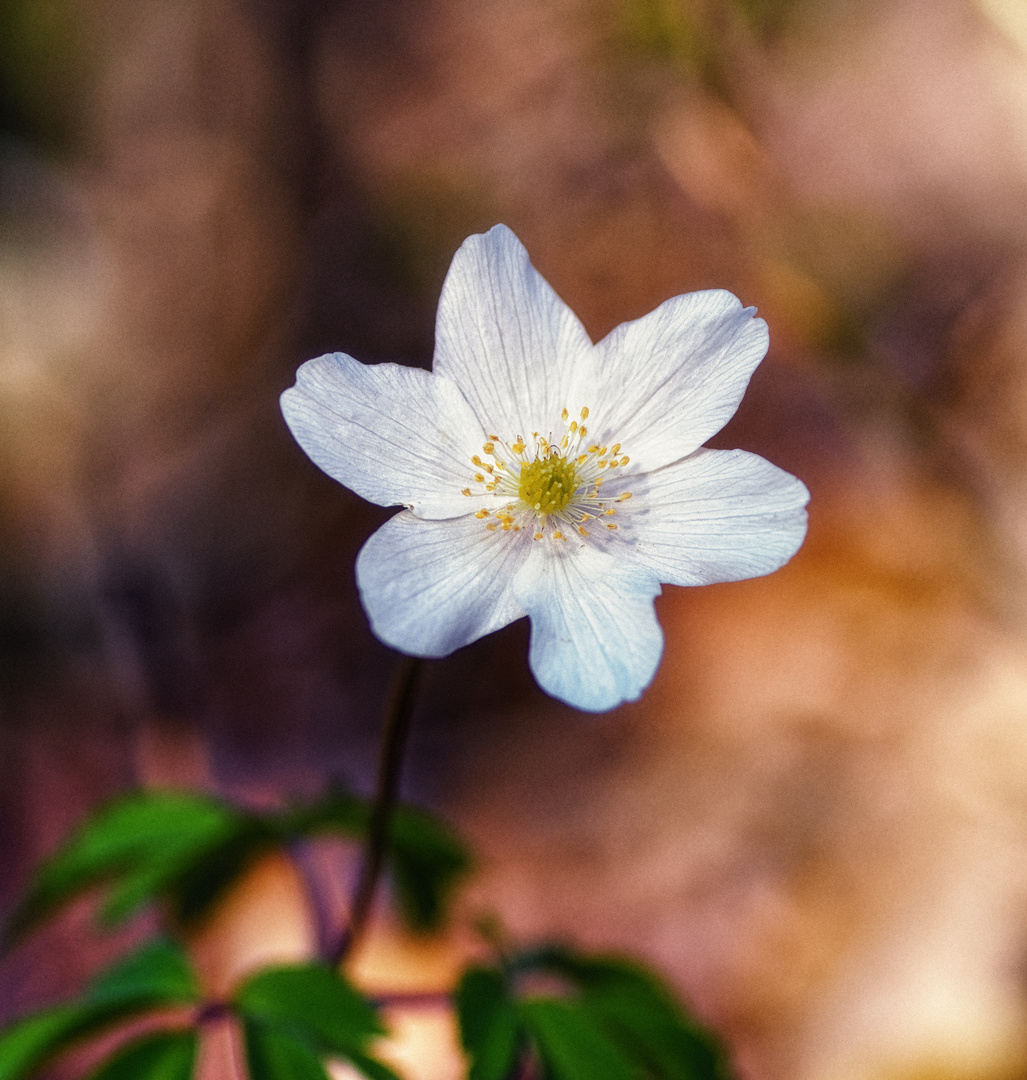 Frühling in unseren Wäldern