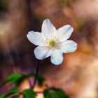 Frühling in unseren Wäldern