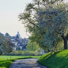 Frühling in Unterensingen 