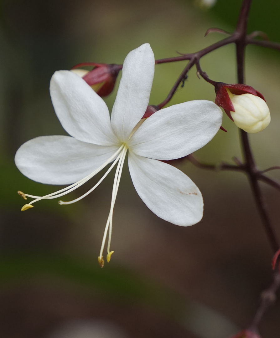 Frühling in Vietnam