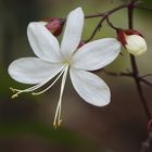 Frühling in Vietnam