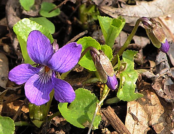 Frühling in Violett