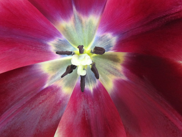 frühling in voller blüte