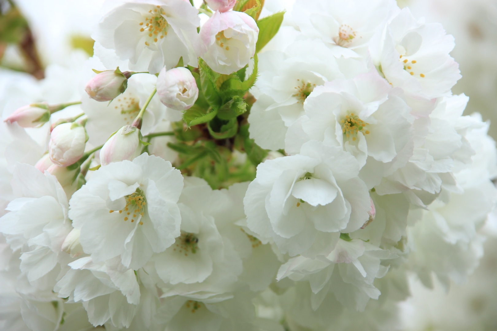 Frühling in voller Blüte