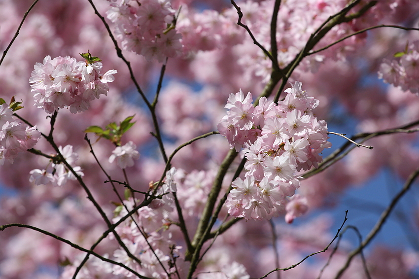 Frühling in voller Pracht