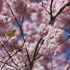 Frühling in voller Pracht