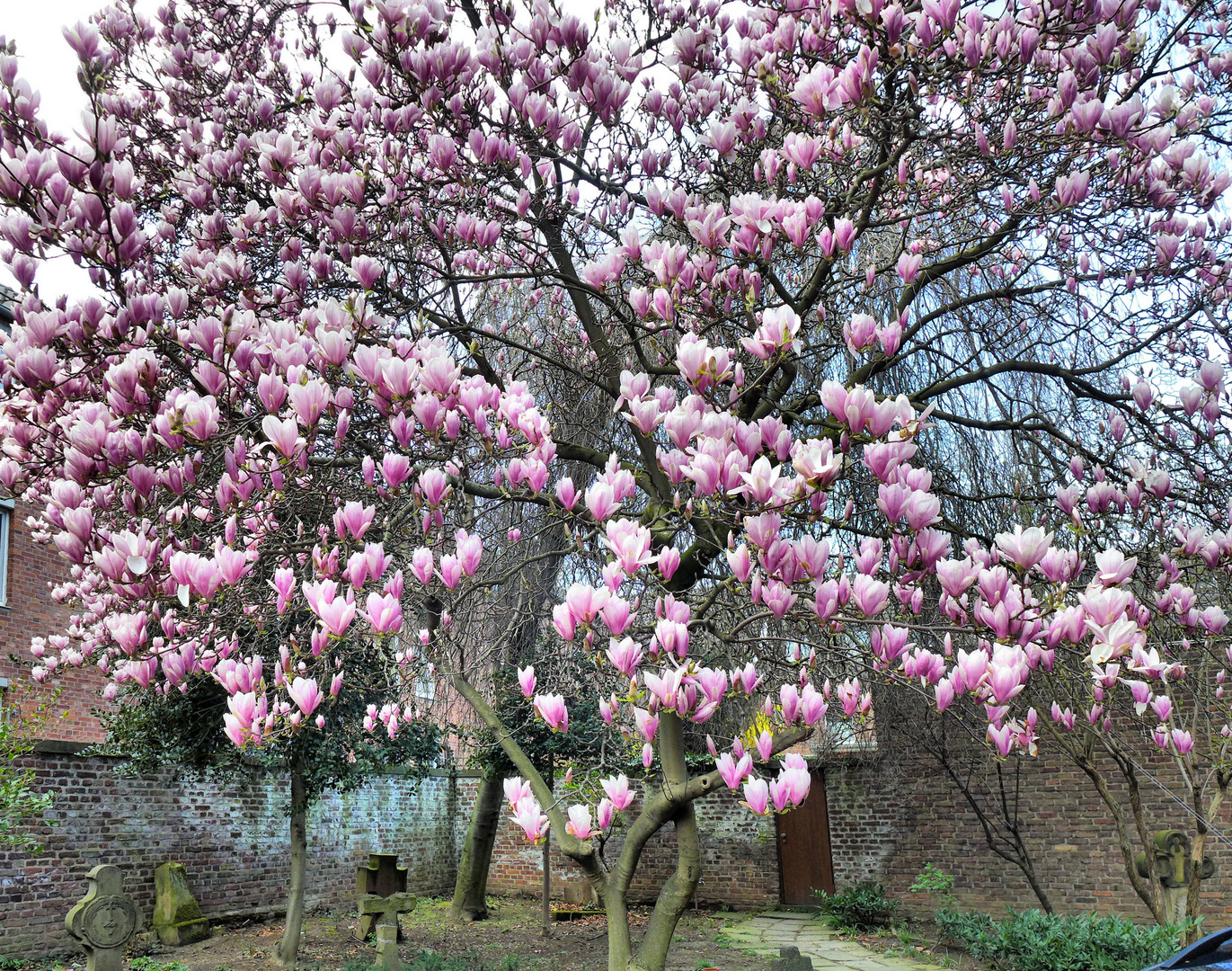 Frühling in voller Pracht